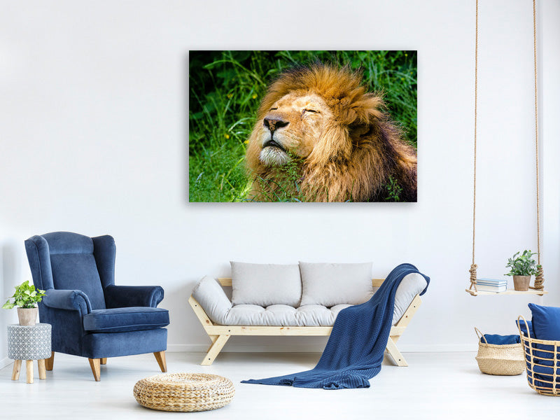 canvas-print-sleeping-lion