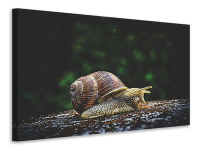 canvas-print-snail-xxl