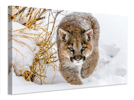 canvas-print-sneaky-cougar-x