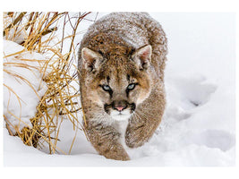 canvas-print-sneaky-cougar-x