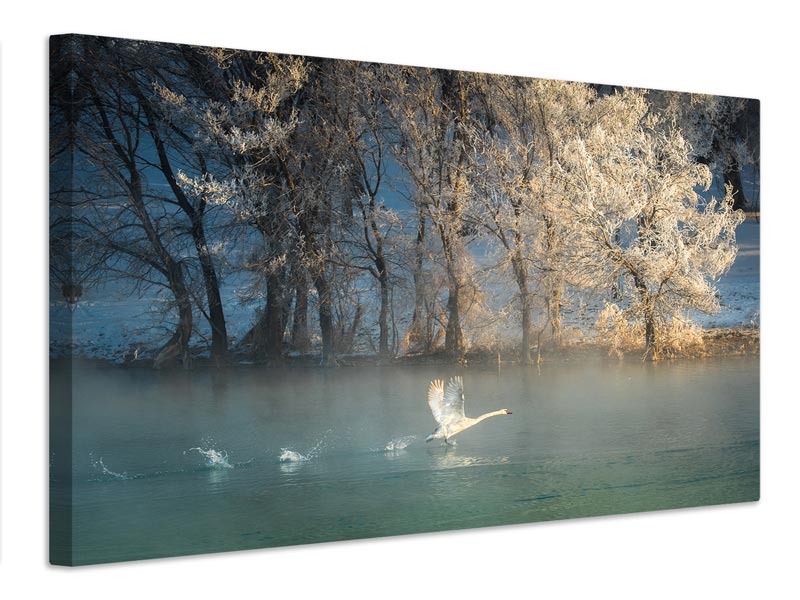 canvas-print-spirit-of-a-swan-x