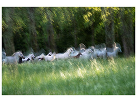 canvas-print-spring-gallop-x