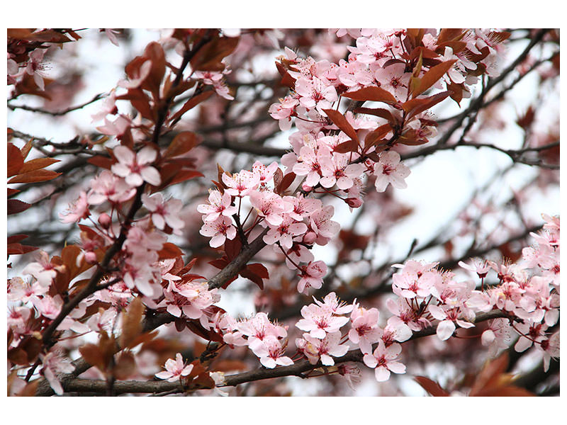 canvas-print-spring-is-here
