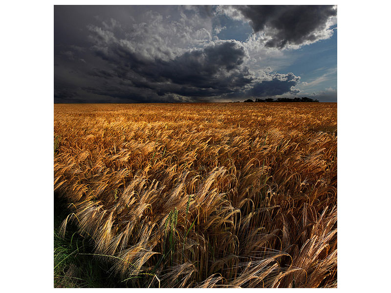 canvas-print-strohgaeu