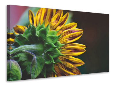 canvas-print-sunflower-close-up