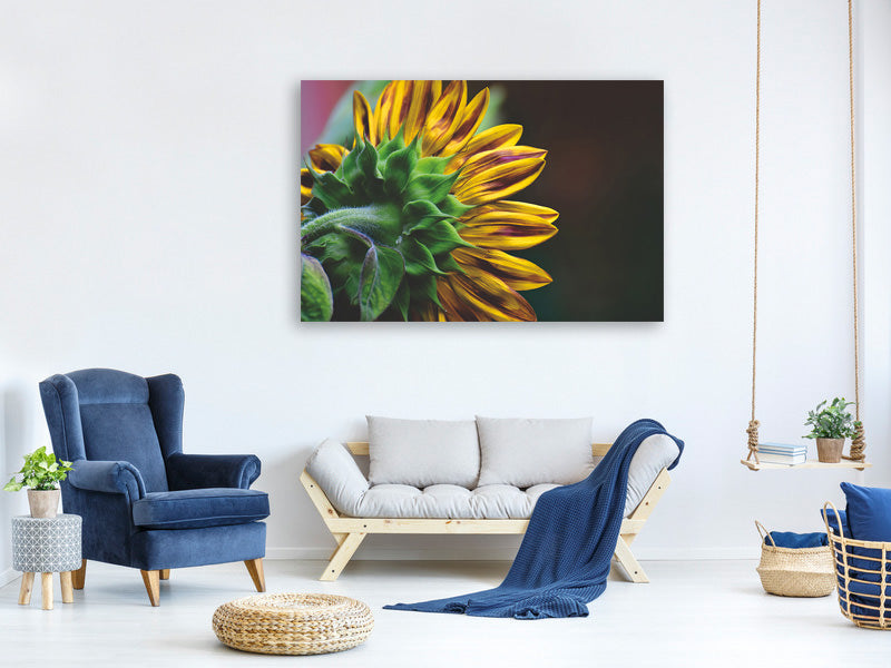 canvas-print-sunflower-close-up