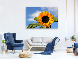 canvas-print-sunflower-in-bloom
