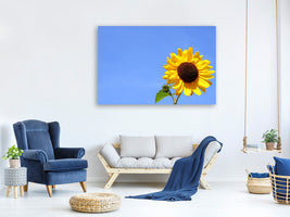 canvas-print-sunflower-with-blue-sky