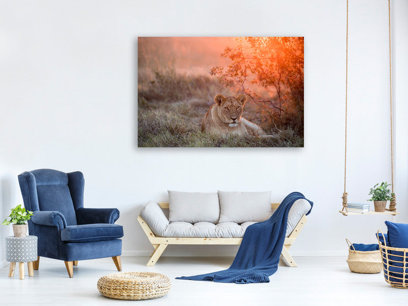 canvas-print-sunset-lioness