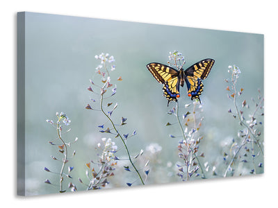 canvas-print-swallowtail-beauty