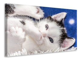 canvas-print-sweet-kitten