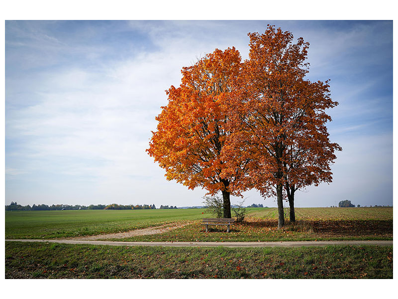 canvas-print-the-3-trees