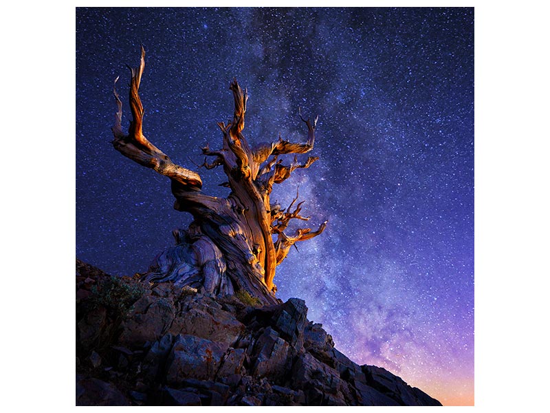 canvas-print-the-ancient-tree-x