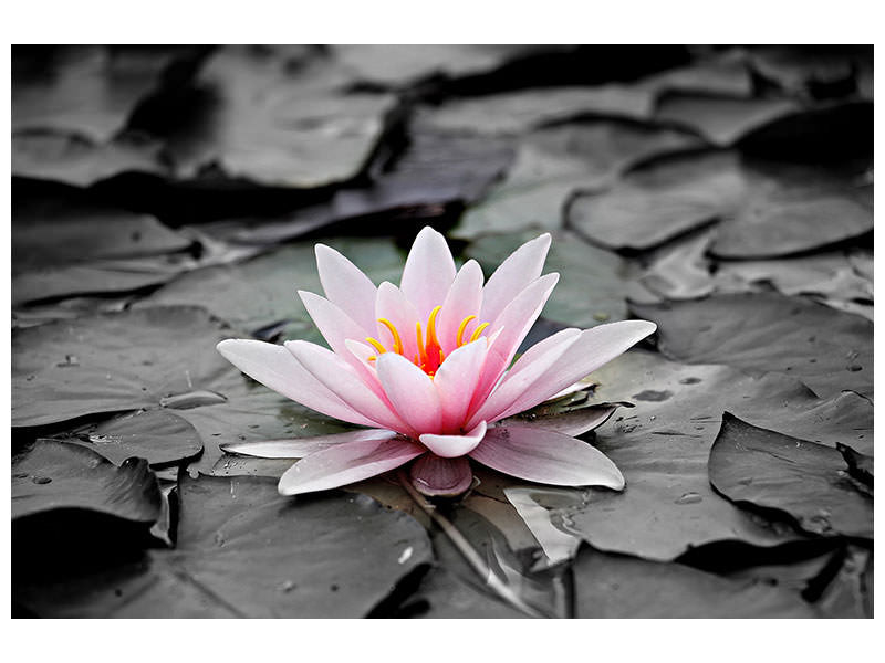 canvas-print-the-art-of-water-lily