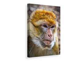 canvas-print-the-barbary-macaque