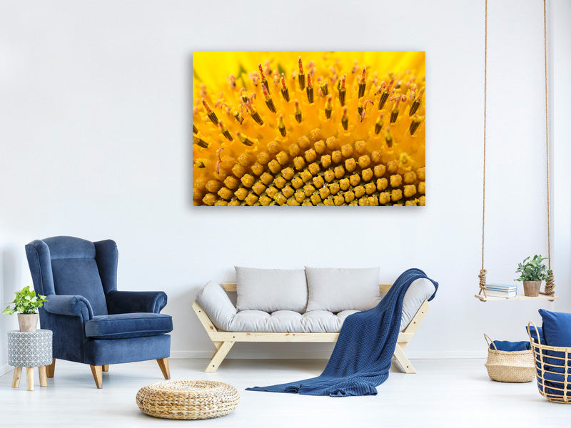 canvas-print-the-buds-of-the-sunflower-in-xxl