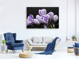 canvas-print-the-crocus