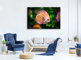 canvas-print-the-discus-fish