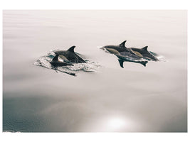 canvas-print-the-dolphins