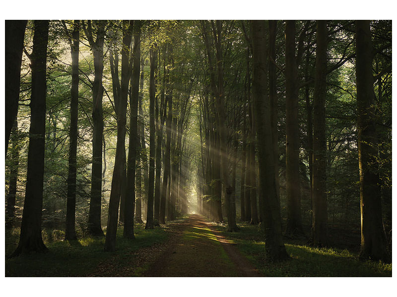 canvas-print-the-essential