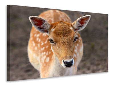 canvas-print-the-fallow-deer