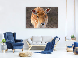 canvas-print-the-fallow-deer