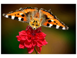 canvas-print-the-flying-fox