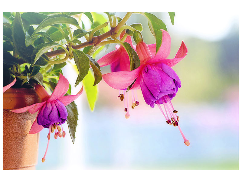 canvas-print-the-fuchsias