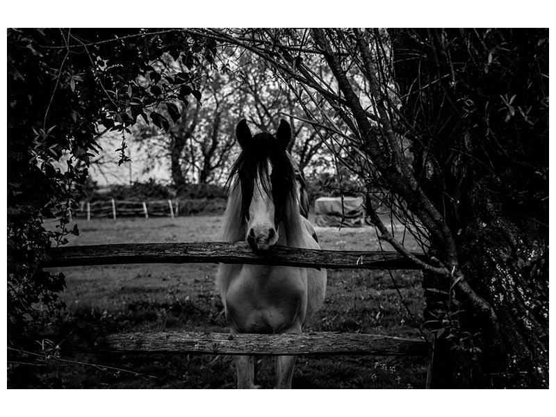 canvas-print-the-horse-sw