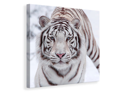 canvas-print-the-king-tiger