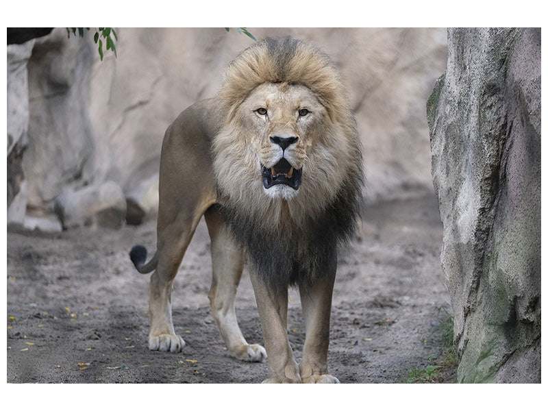 canvas-print-the-lion-and-his-kingdom