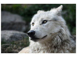 canvas-print-the-lonely-wolf