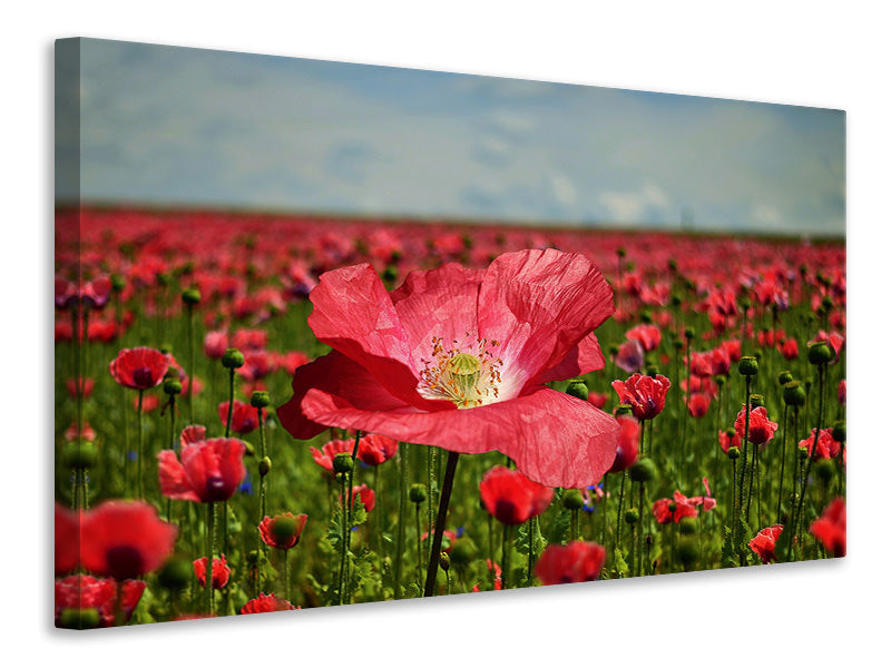 canvas-print-the-lush-poppy-field