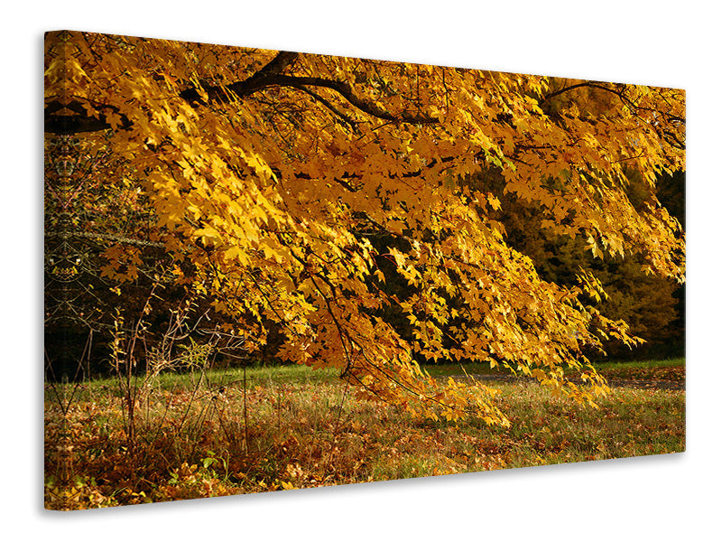 canvas-print-the-magnificent-autumn-tree