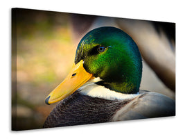 canvas-print-the-mallard