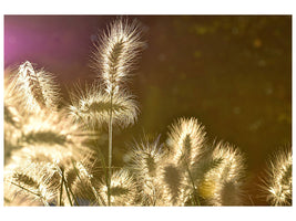 canvas-print-the-ornamental-grass