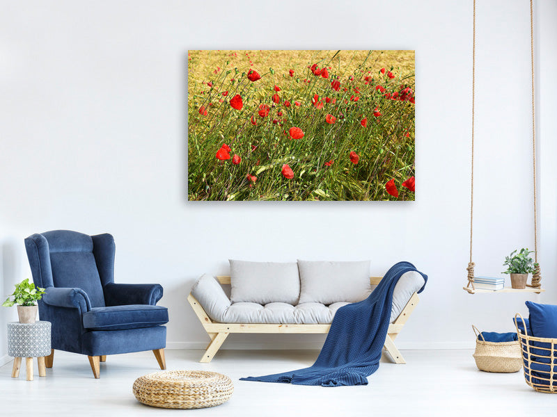 canvas-print-the-poppy-in-the-wind