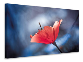 canvas-print-the-poppy-master