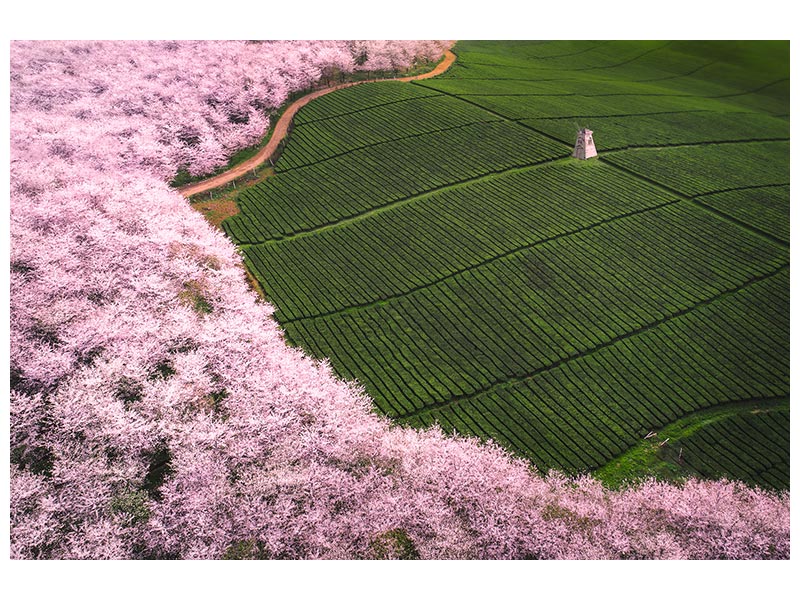 canvas-print-the-road-of-flower-x