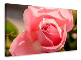 canvas-print-the-rose-in-pink