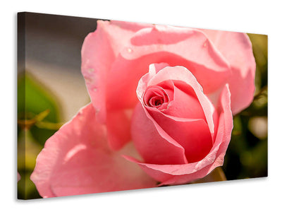 canvas-print-the-rose-in-pink