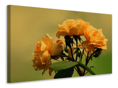 canvas-print-the-roses-in-nature