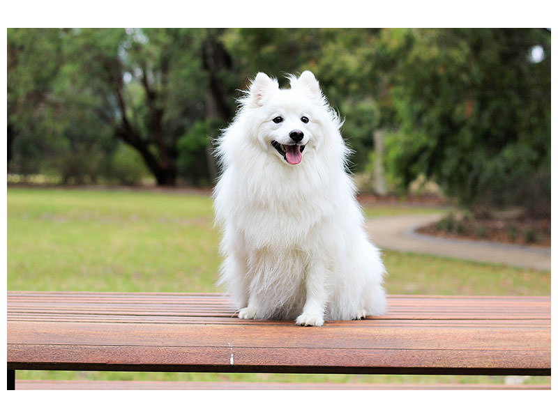 canvas-print-the-spitz-as-a-young-dog