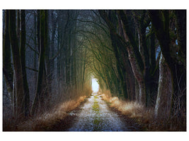 canvas-print-the-tree-avenue