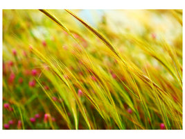 canvas-print-the-wheat-field