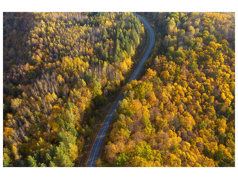 canvas-print-through-autumn-x