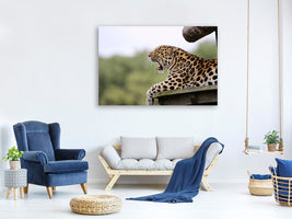 canvas-print-tired-leopard