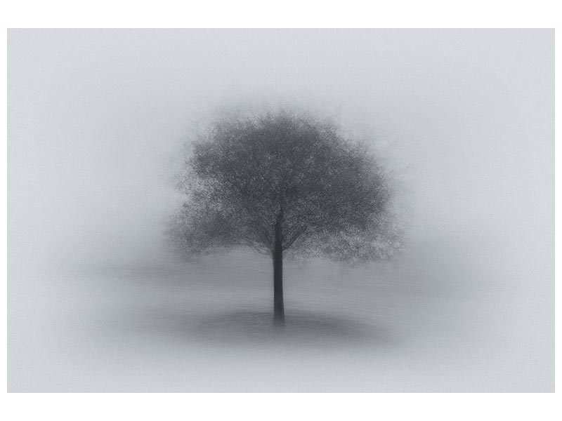canvas-print-tree-in-fog-x