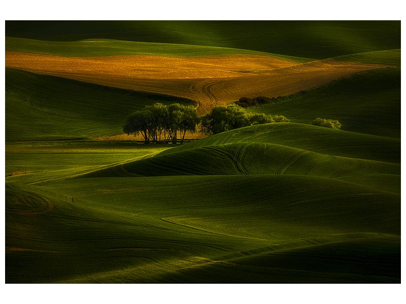 canvas-print-tree-in-the-field-x