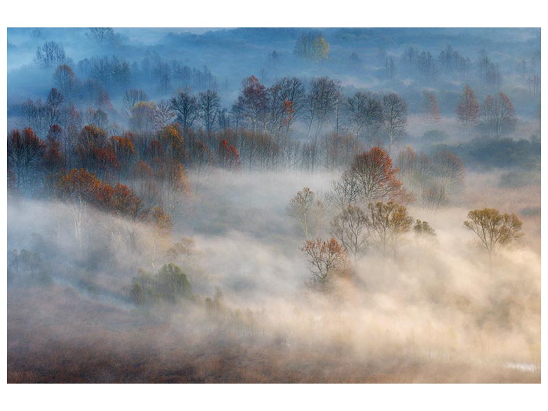 canvas-print-trees-in-the-early-morning-fog-x